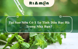 Tại sao nên có 1 lọ tinh dầu bạc hà trong nhà bạn