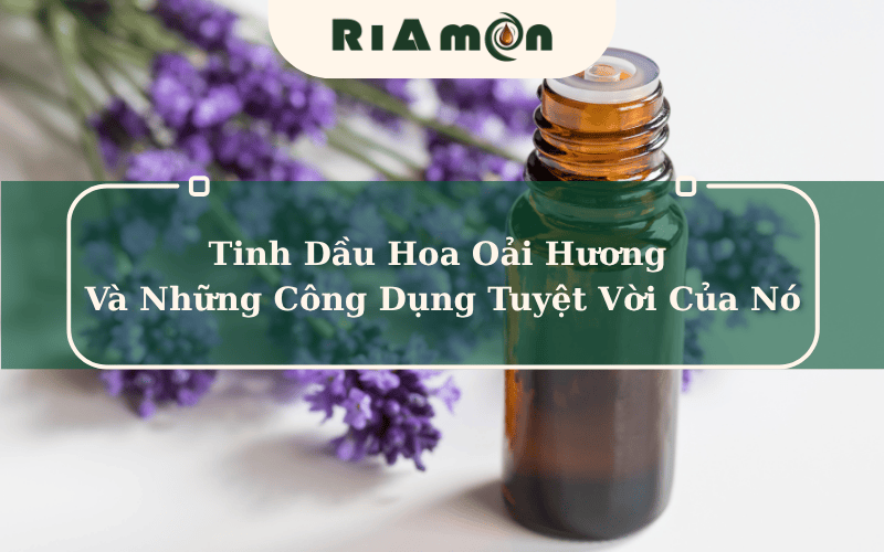 Tinh Dầu Hoa Oải Hương Và Những Công Dụng Tuyệt Vời Của Nó