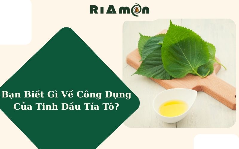 Bạn Biết Gì Về Công Dụng Của Tinh Dầu Tía Tô