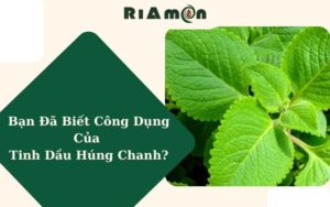 Bạn Đã Biết Công Dụng Của Tinh Dầu Húng Chanh