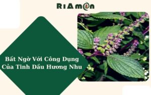 Bất Ngờ Với Công Dụng Của Tinh Dầu Hương Nhu