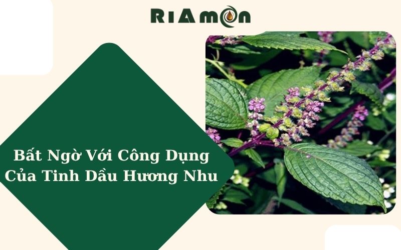 Bất Ngờ Với Công Dụng Của Tinh Dầu Hương Nhu