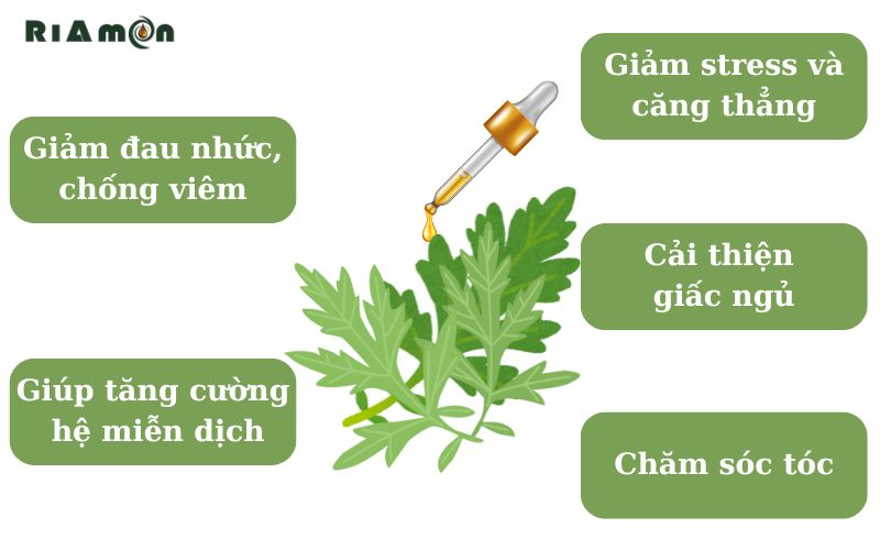 Các công dụng của tinh dầu ngải cứu Các công dụng của tinh dầu ngải cứu