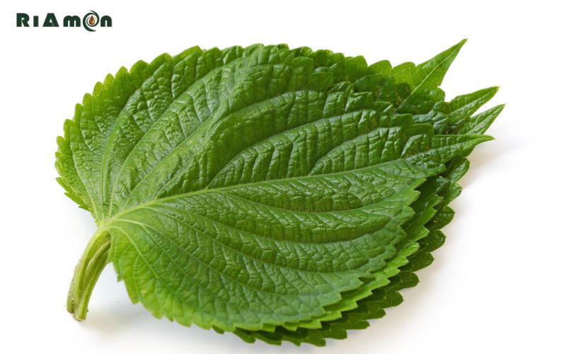 Những ai nên sử dụng tinh dầu tía tô Những ai nên sử dụng tinh dầu tía tô