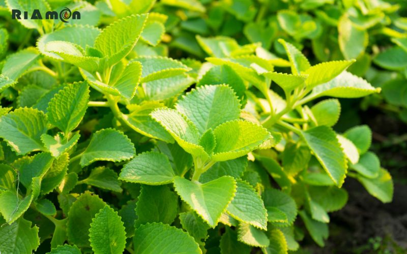 Những lưu ý khi sử dụng tinh dầu húng chanh