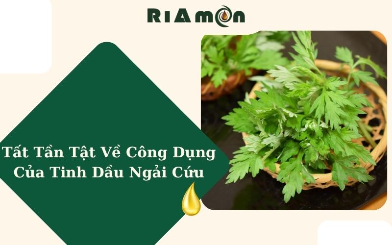 Tất Tần Tật Về Công Dụng Của Tinh Dầu Ngải Cứu
