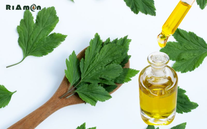 Tinh dầu ngải cứu là gì? Tinh dầu ngải cứu là gì?
