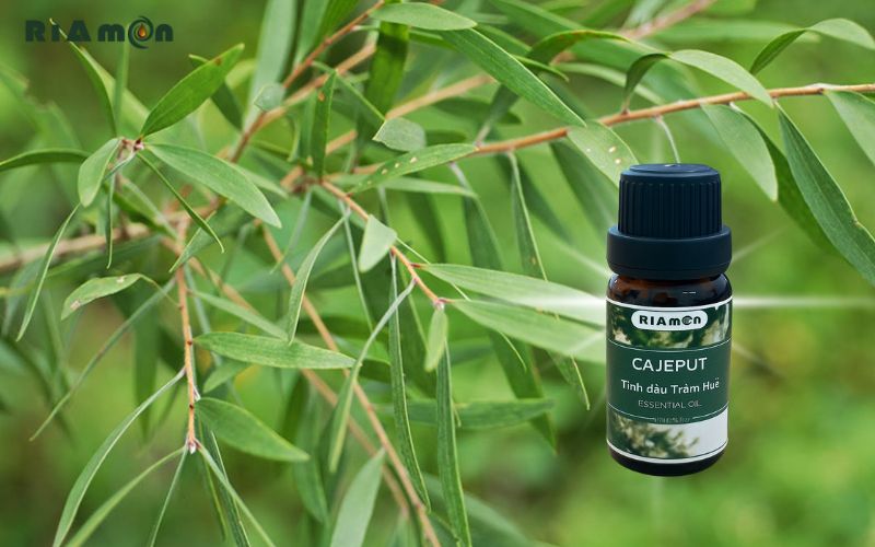 Tinh dầu tràm là gì Tinh dầu tràm là gì