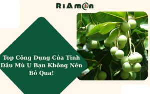 Top Công Dụng Của Tinh Dầu Mù U Bạn Không Nên Bỏ Qua!