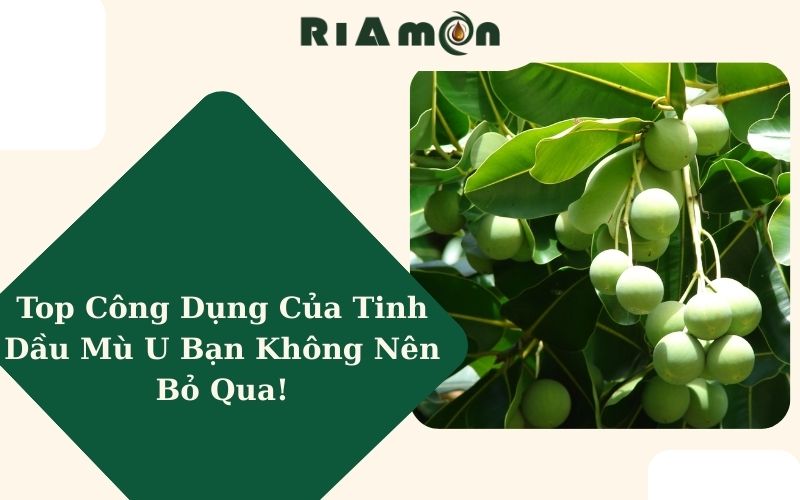 Top Công Dụng Của Tinh Dầu Mù U Bạn Không Nên Bỏ Qua!