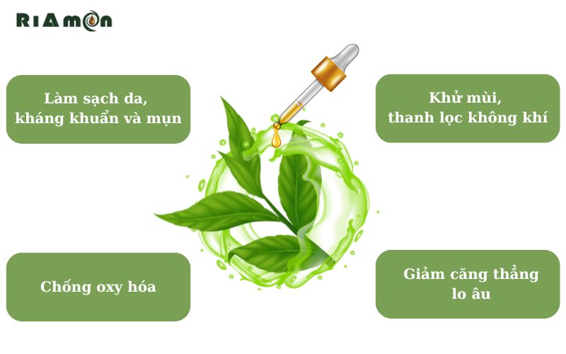 Top các công dụng của tinh dầu trà xanh