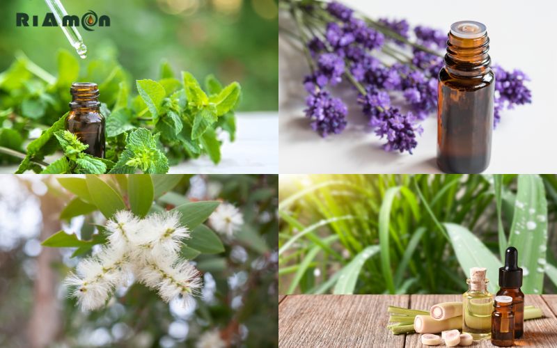 Top-cac-tinh-dau-duoi-muoi-hieu-qua-nhat-hien-nay