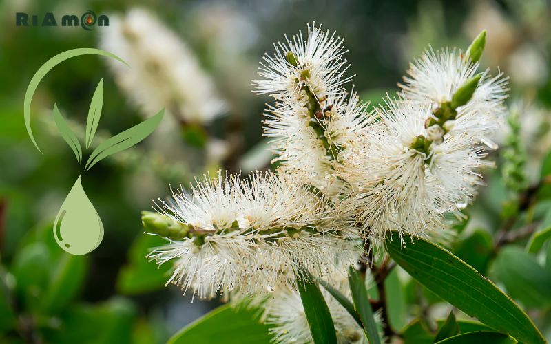Vì sao nên biết cách sử dụng tinh dầu tràm Huế Vì sao nên biết cách sử dụng tinh dầu tràm Huế