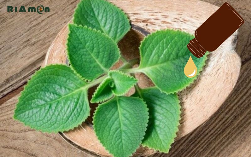 tinh dầu húng chanh là gì