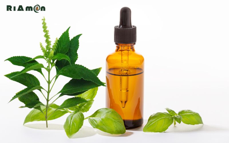 Tinh dầu hương nhu là gì?