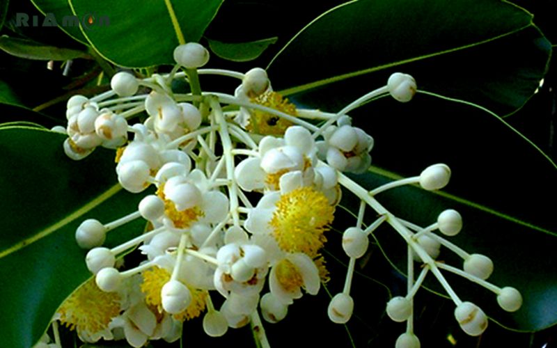 tinh dầu mù u là gì tinh dầu mù u là gì