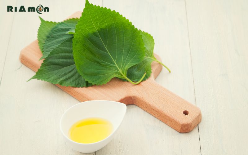 tinh dầu tía tô là gì tinh dầu tía tô là gì